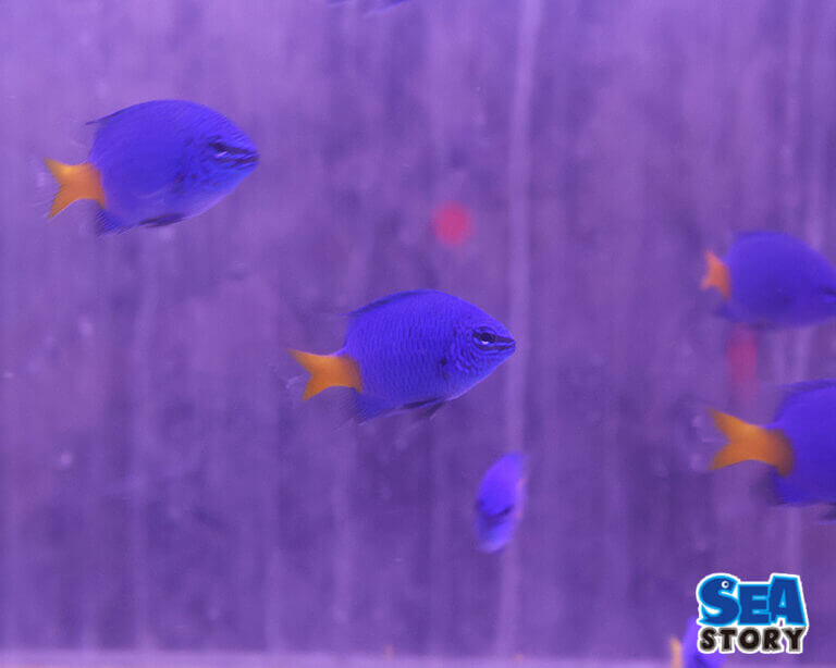 【安い海水魚】飼育に必要な基礎知識