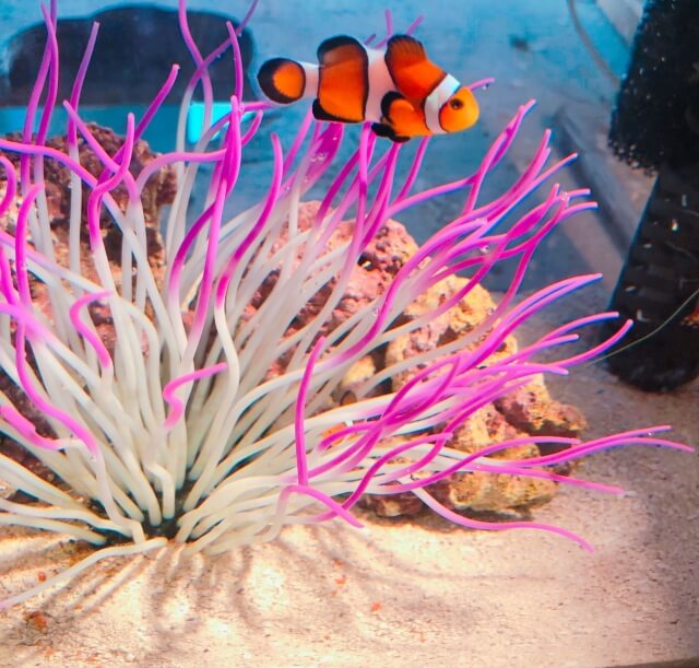 【通販】海水魚とライブロックのベストな組み合わせとは