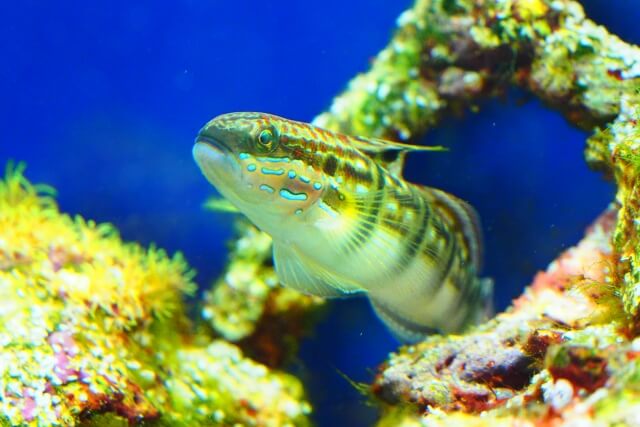 はじめに：海水魚とライブロックの相性を理解しよう