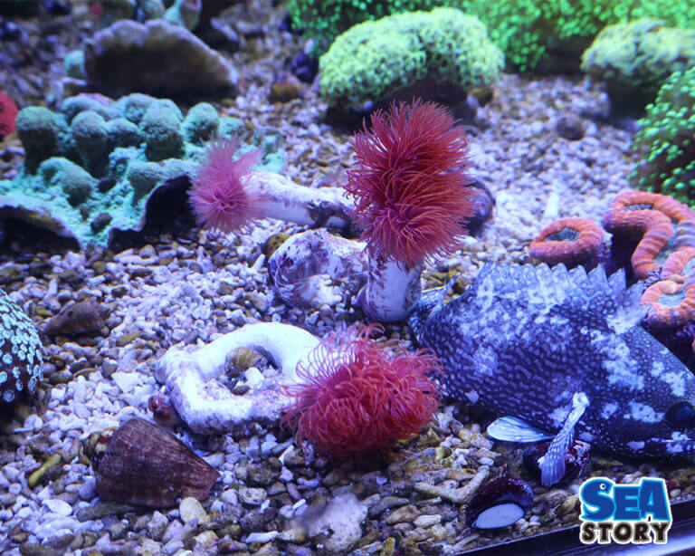 【通販】海水魚とサンゴの理想的な組み合わせとは？