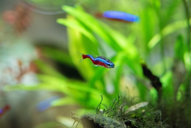 通販で買える小型海水魚の魅力