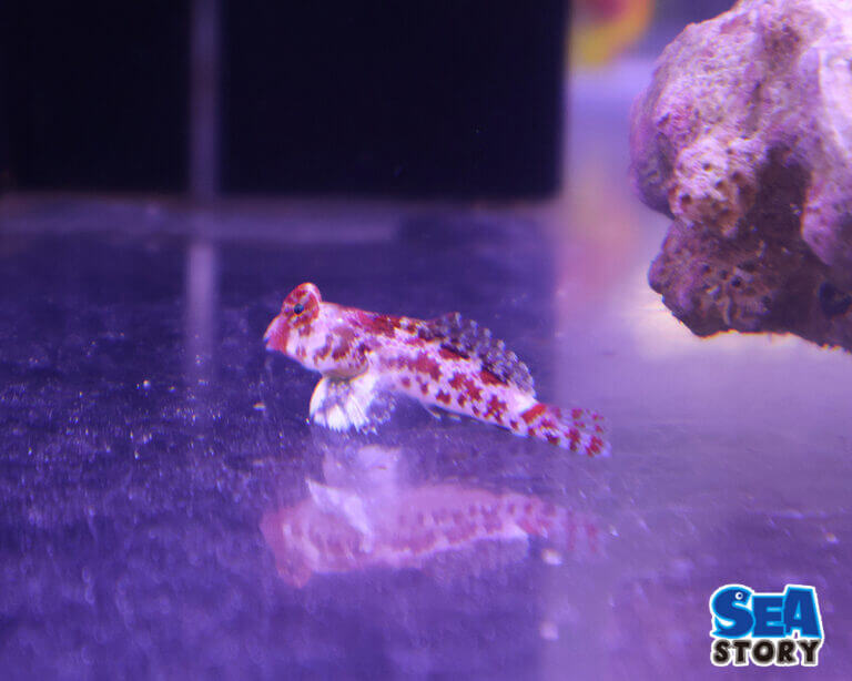 【通販で買える珍しい海水魚】ドラゴネットの生態と飼育にあたっての特性