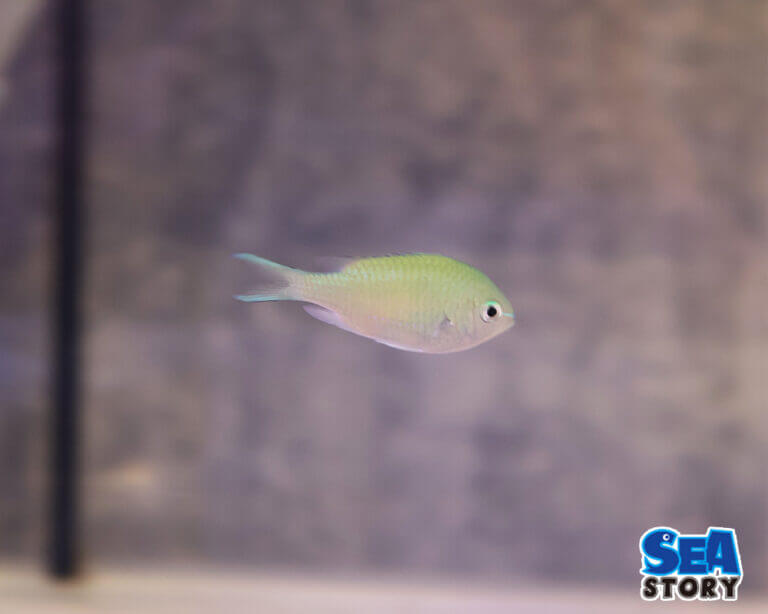 通販で買える小型海水魚｜デバスズメダイの飼育に最適な水槽環境とは