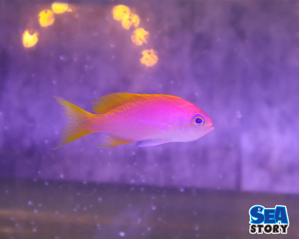 スクリブルドアンティアス　メス