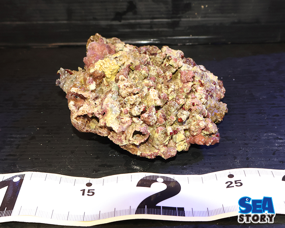 ライブロック01