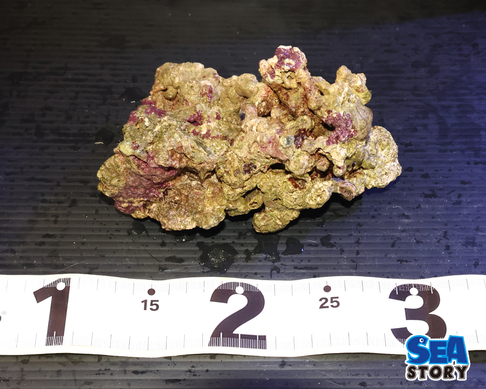 ライブロック02