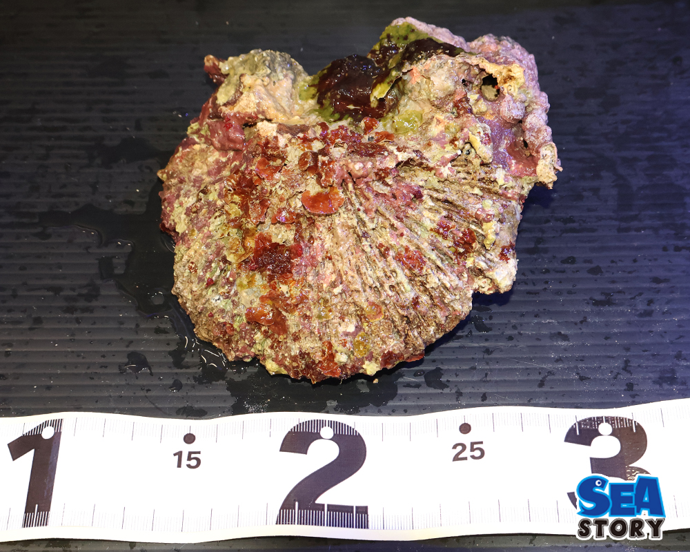 ライブロック03