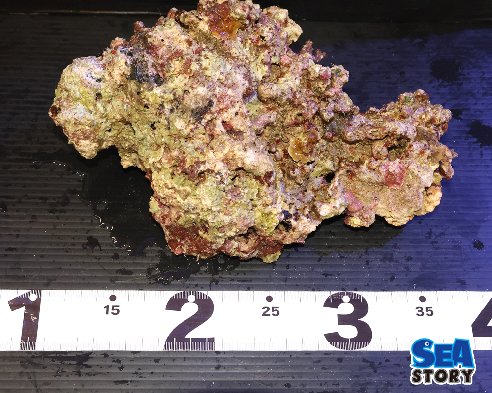 ライブロック04