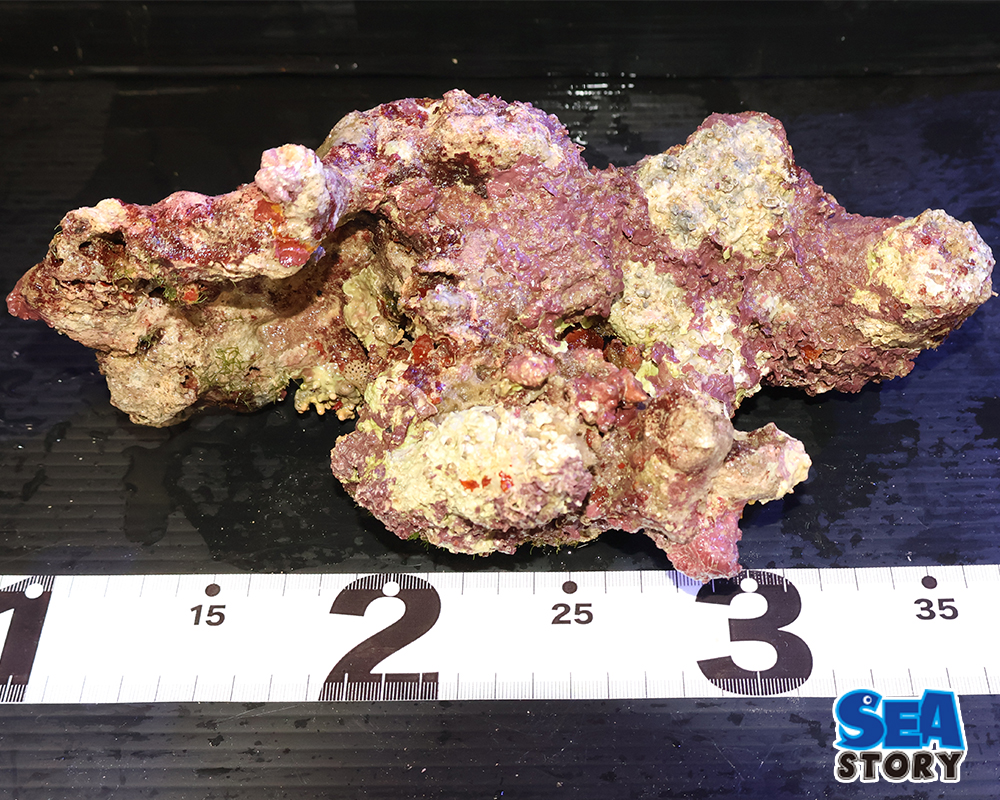 ライブロック07