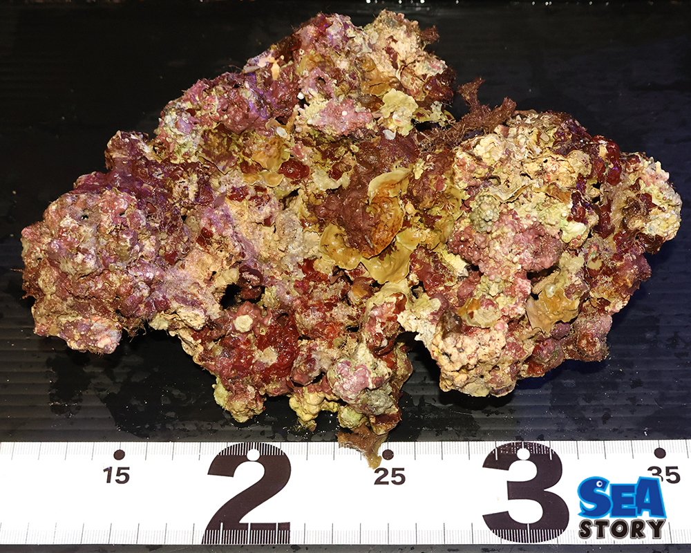 ライブロック08