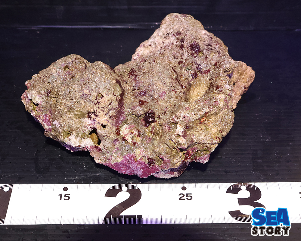 ライブロック10