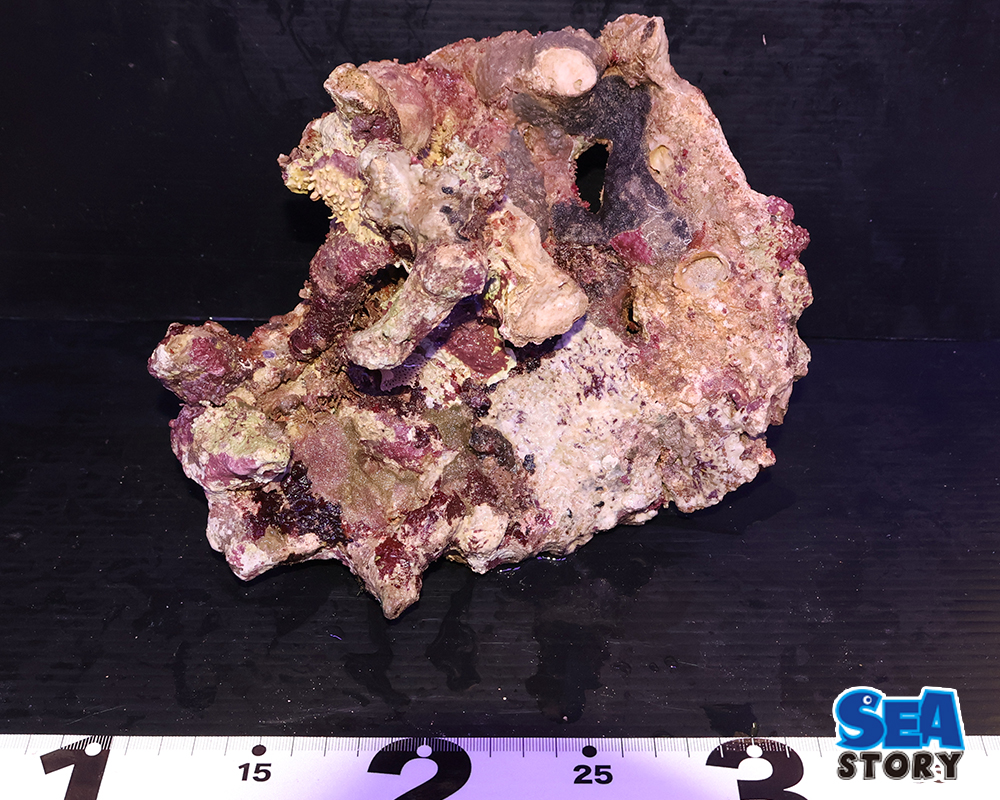 ライブロック11