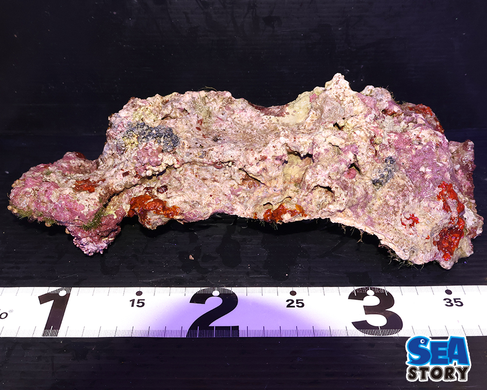 ライブロック12