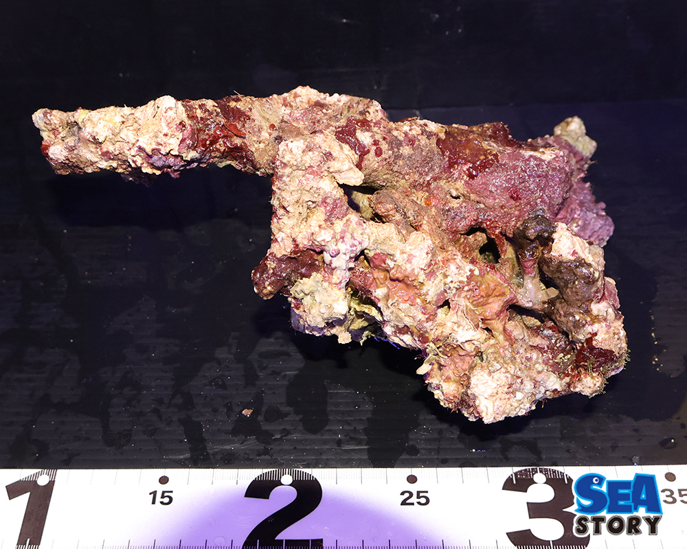 ライブロック13