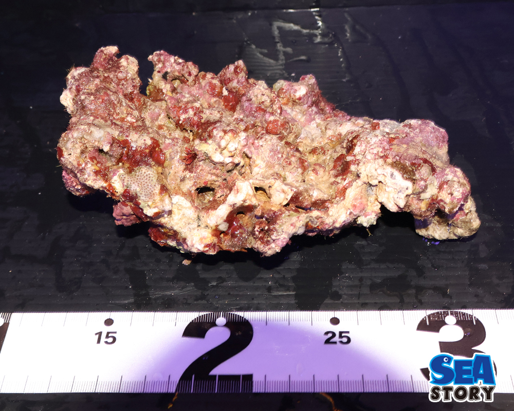 ライブロック14