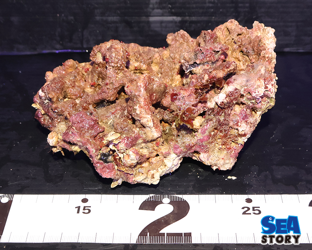 ライブロック15