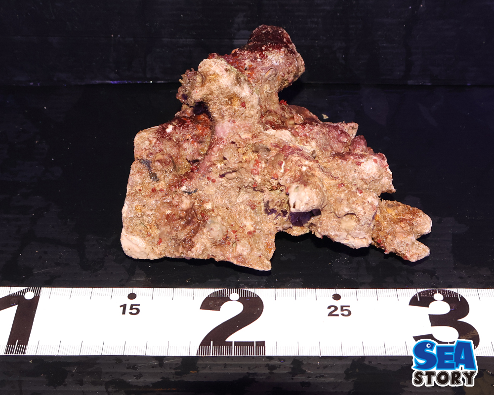 ライブロック17