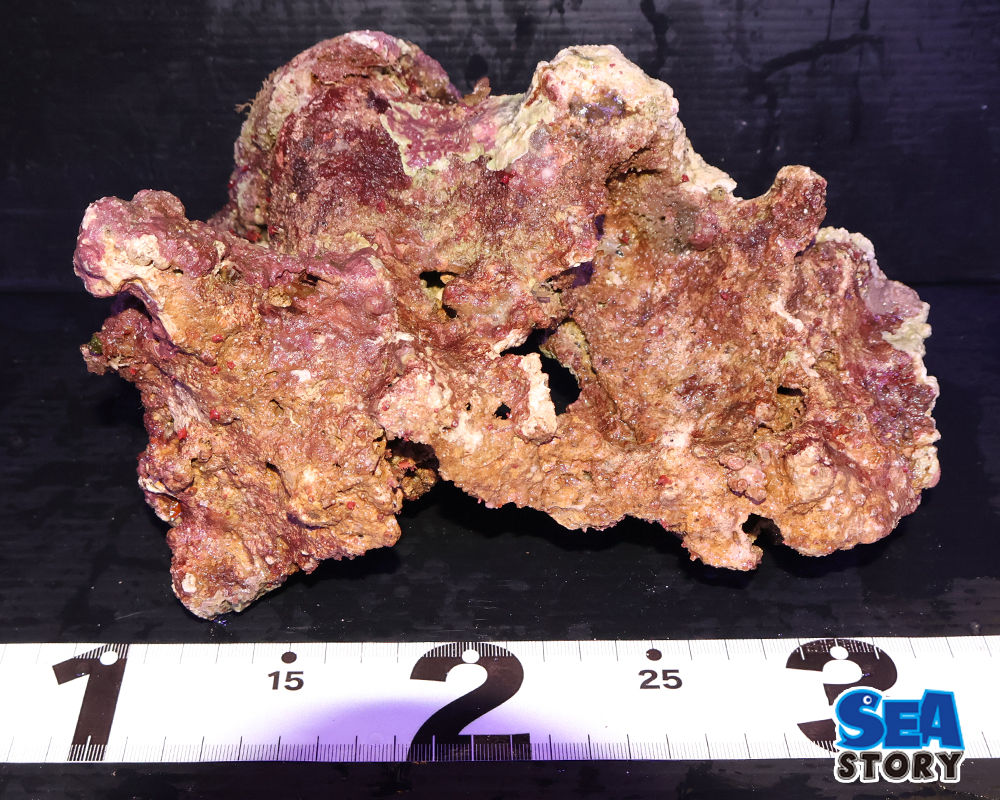 ライブロック18