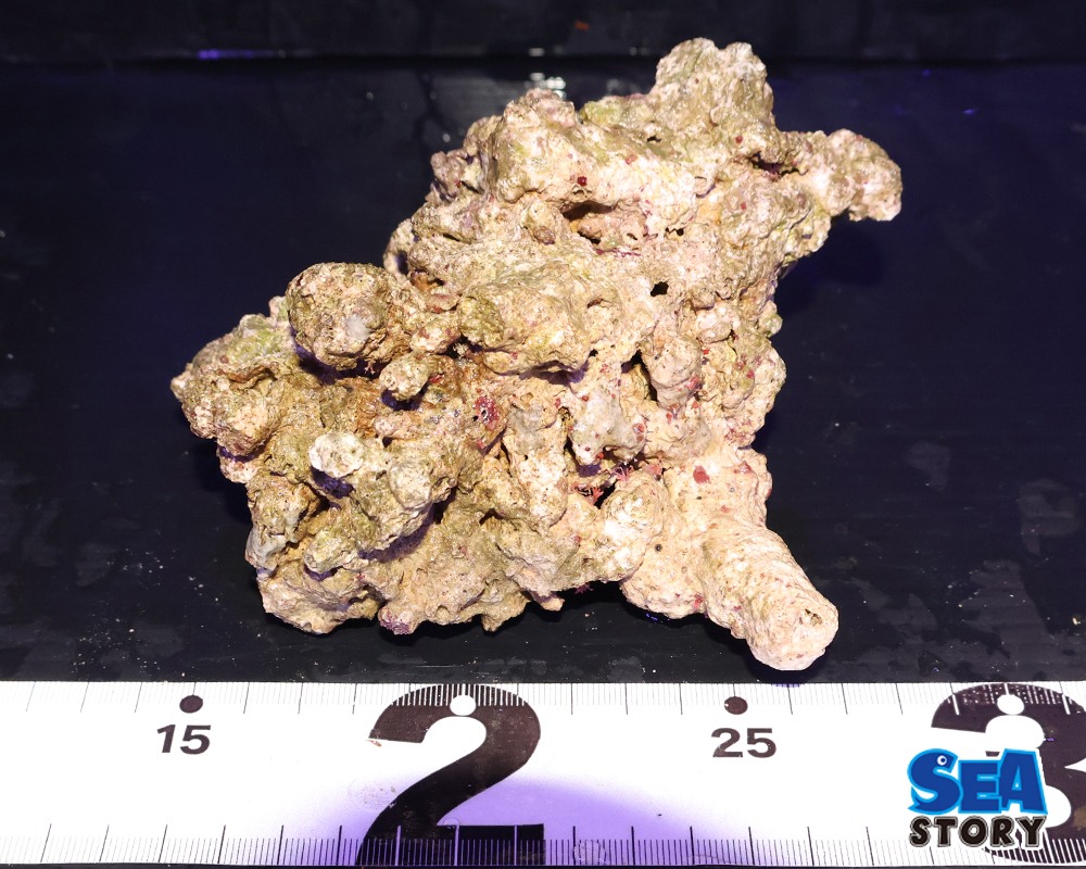 ライブロック19