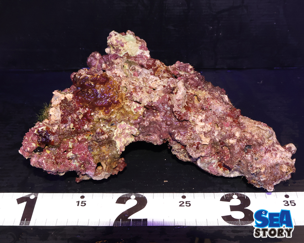 ライブロック21