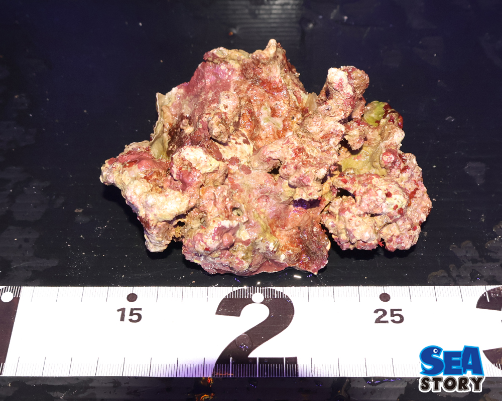 ライブロック22