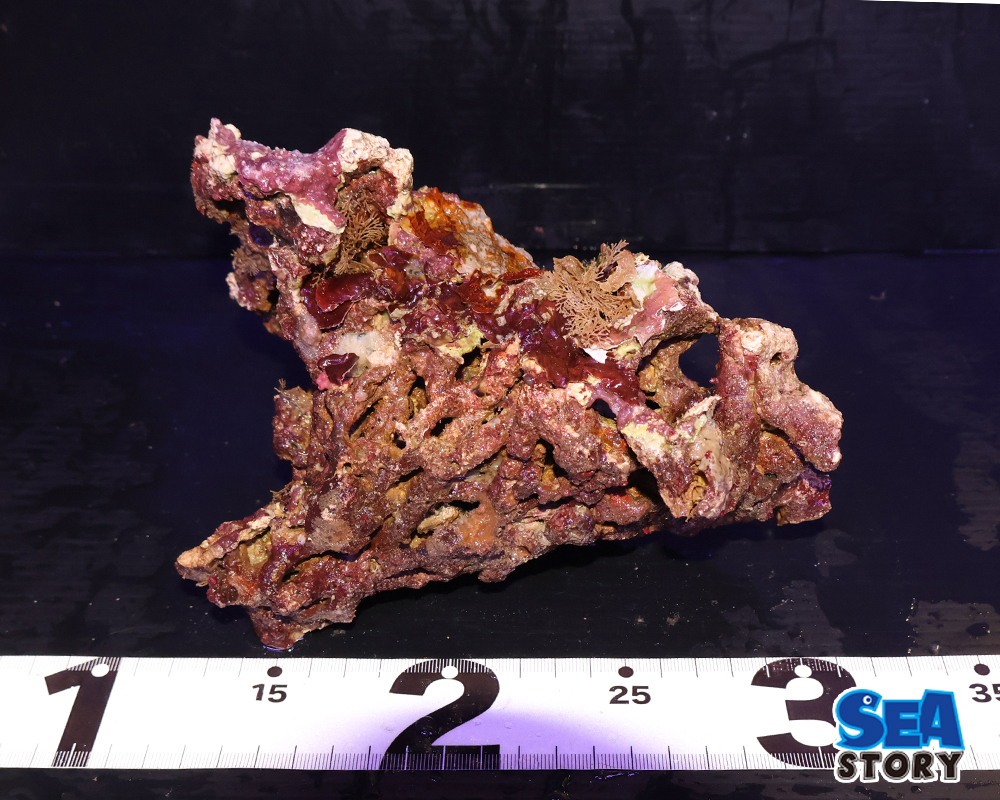 ライブロック23