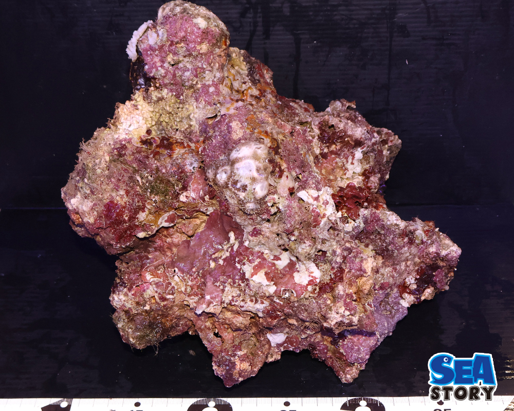 ライブロック24