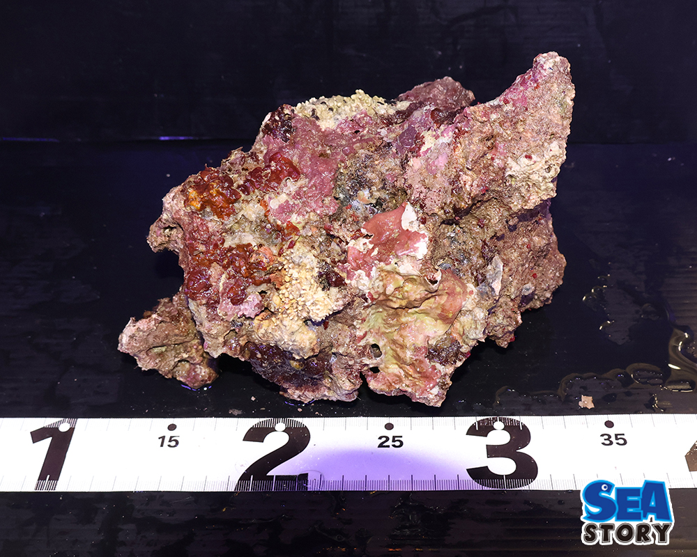 ライブロック27