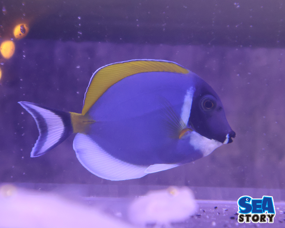 パウダーブルータン