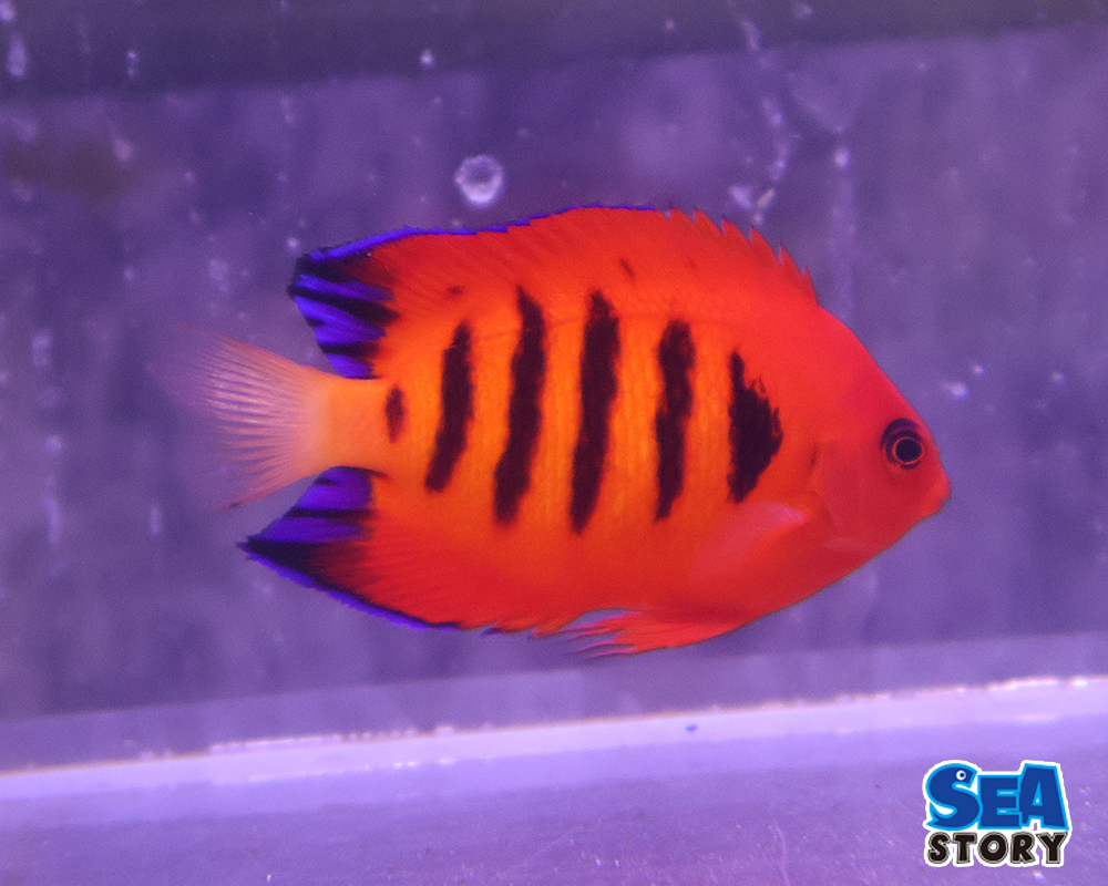 クリスマス産　フレームエンゼル