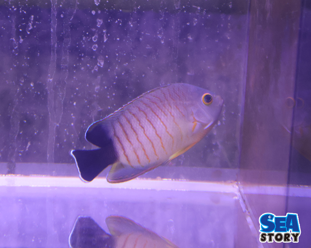 エイブリーエンゼル