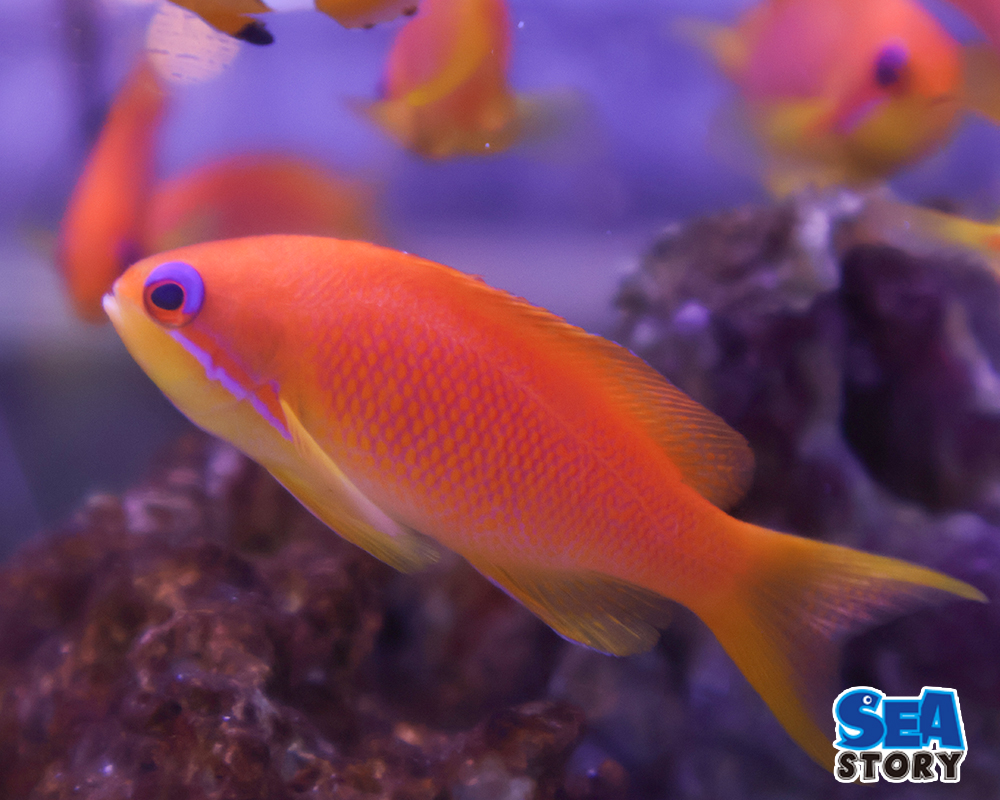 インドキンギョハナダイ　メス