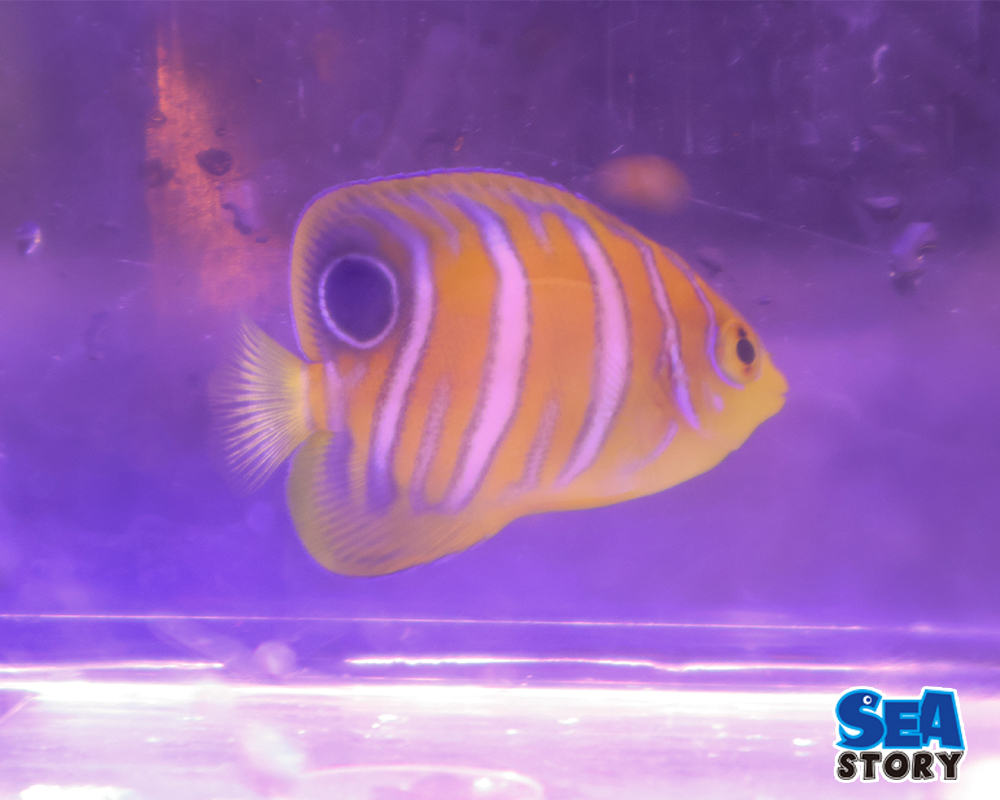 インドニシキヤッコ　SM