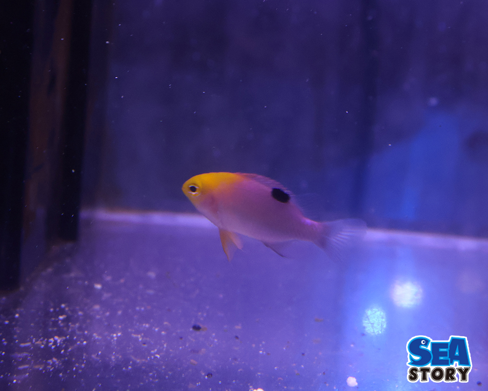 トールボッツダムセル