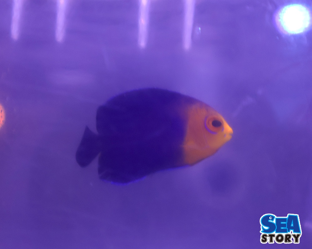 チェルブピグミーエンゼル