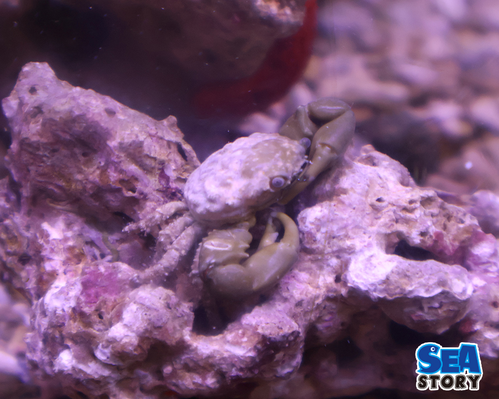 エメラルドグリーンクラブ