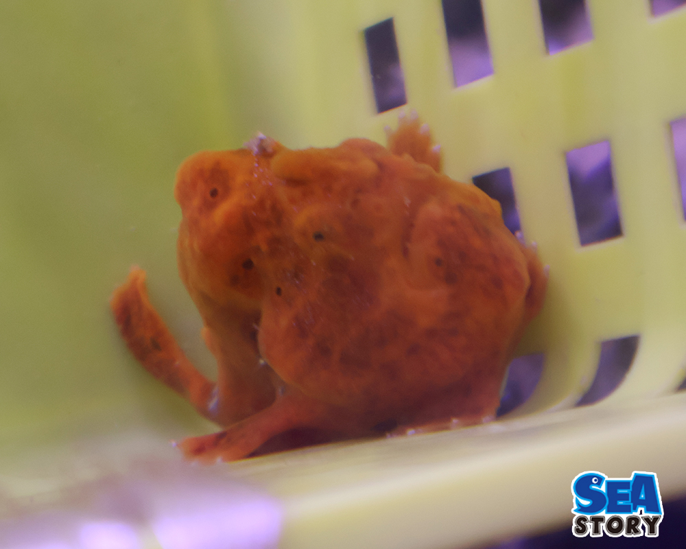 カエルアンコウオレンジ