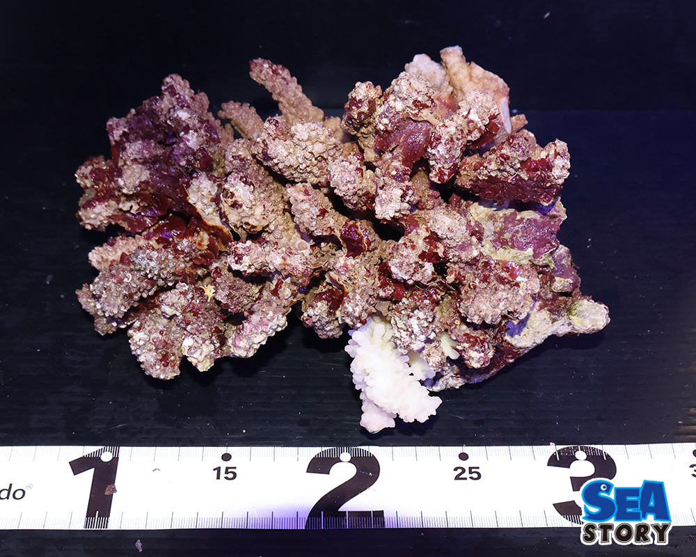 ライブロック28