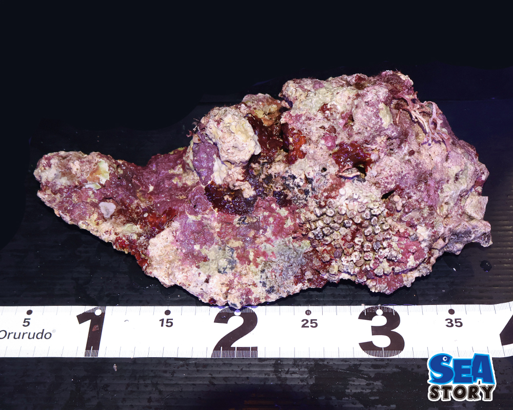 ライブロック29