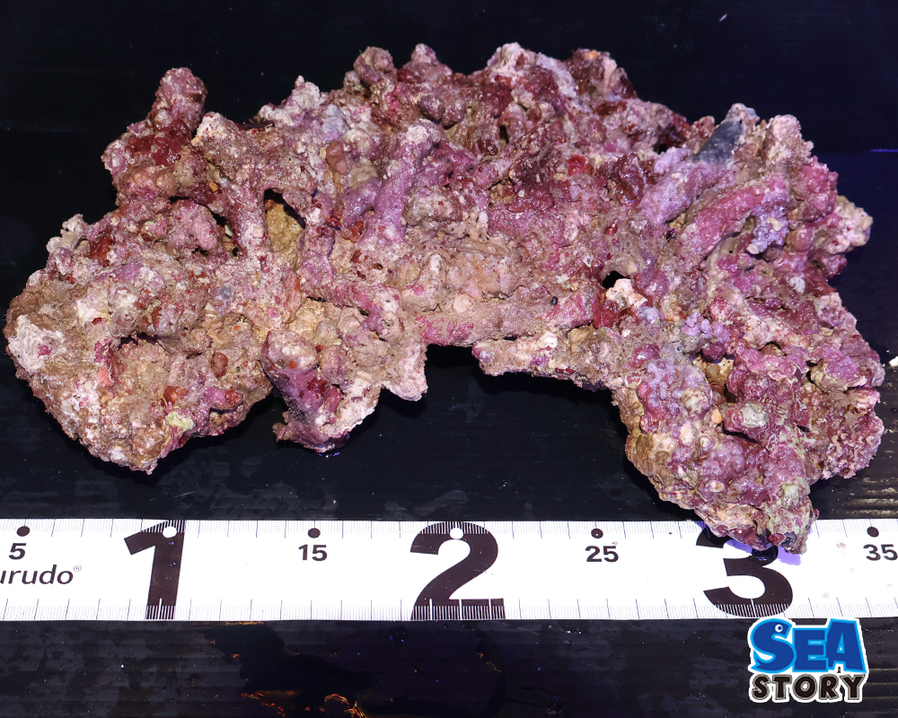 ライブロック30