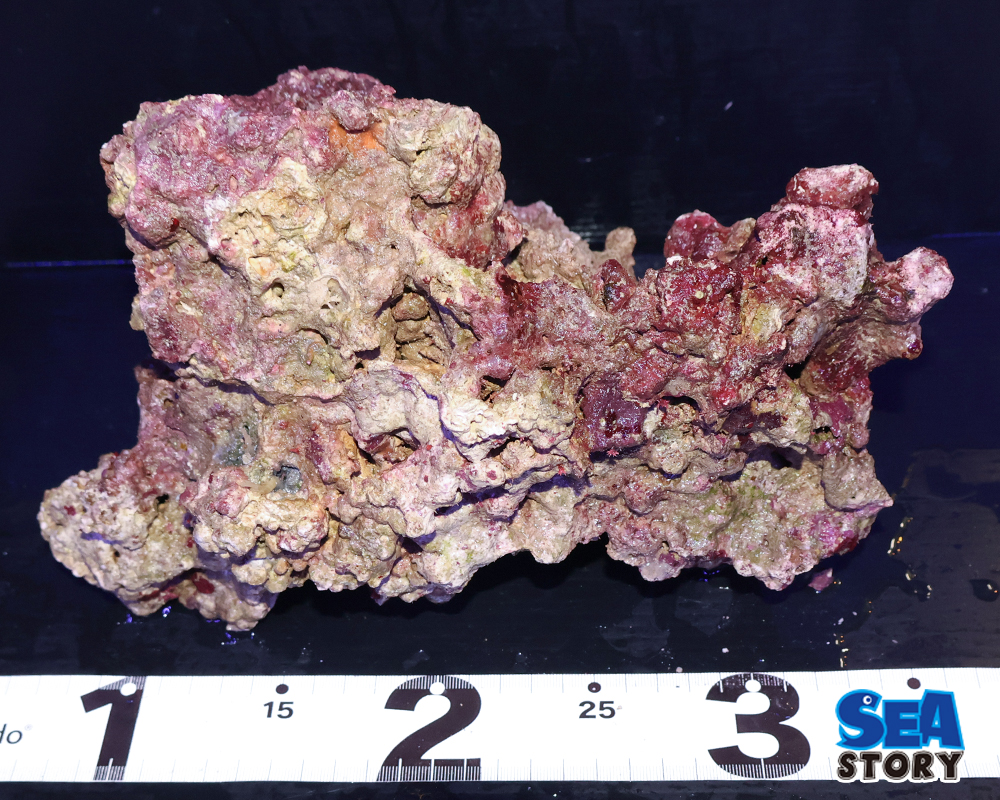 ライブロック31