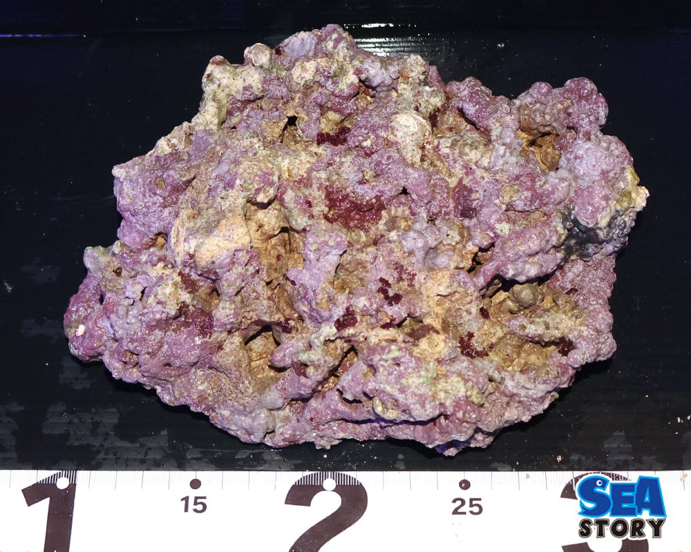 ライブロック32