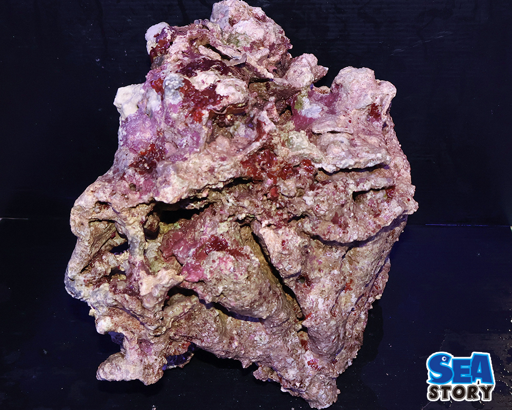 ライブロック33