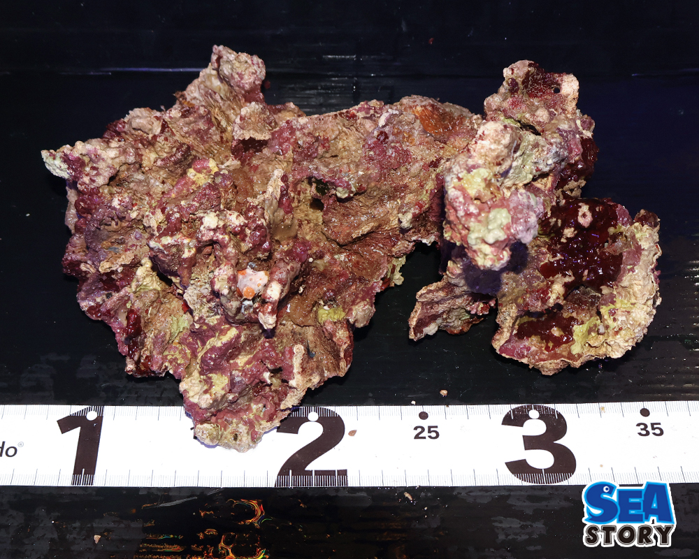 ライブロック34