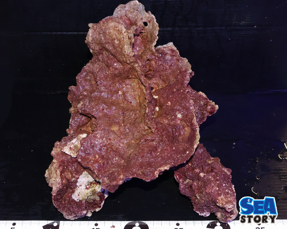 ライブロック36