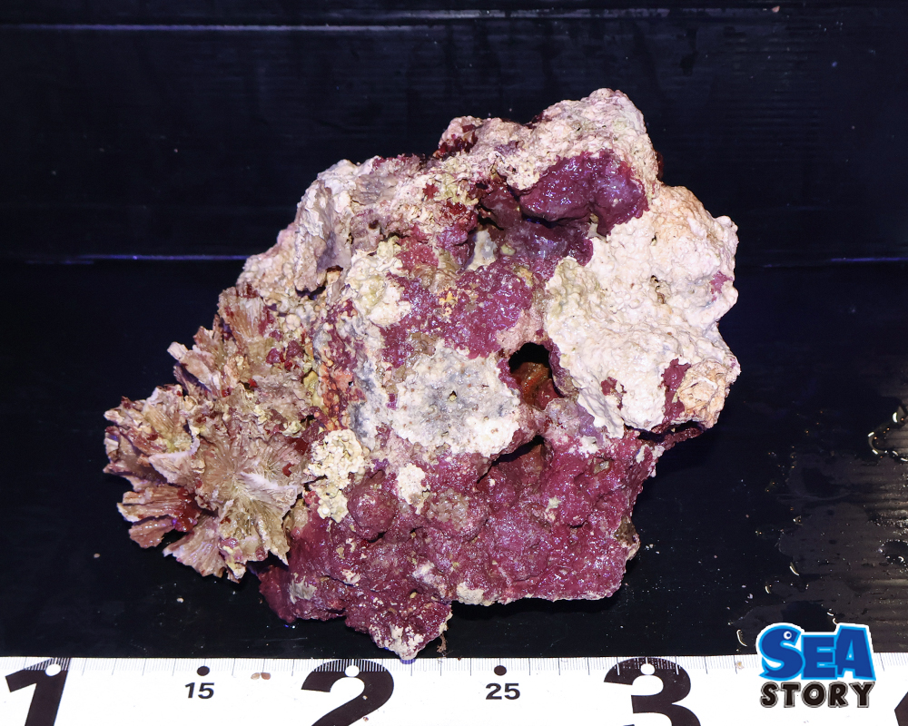 ライブロック37