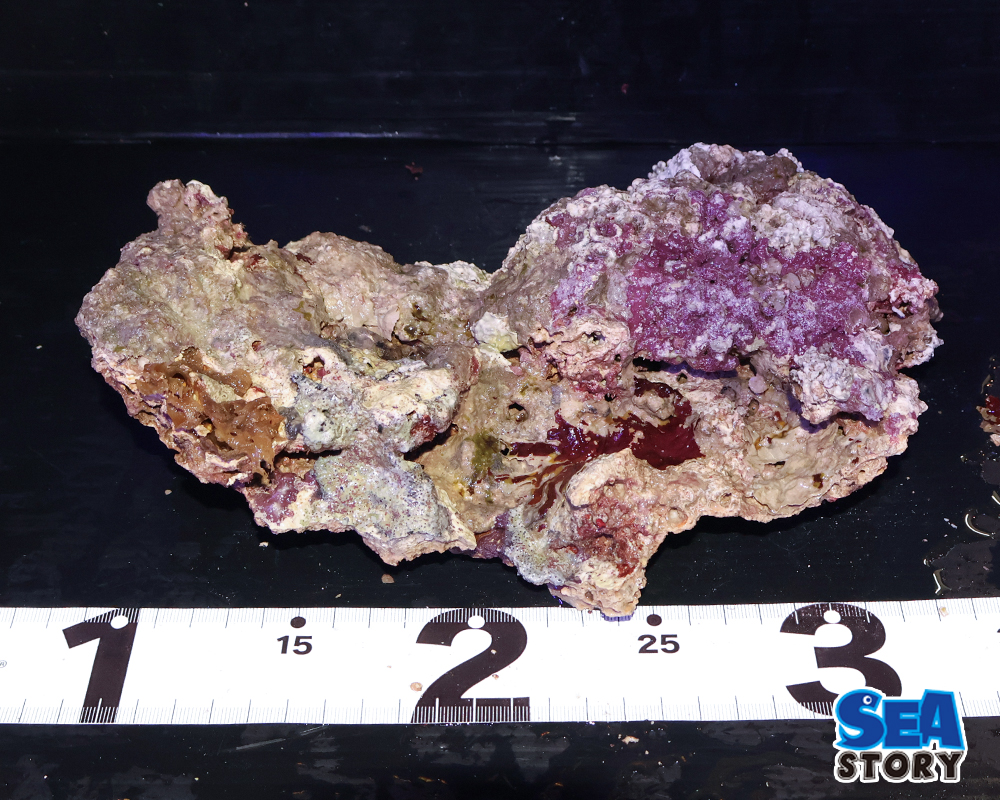 ライブロック38