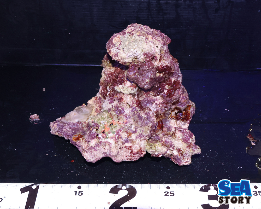 ライブロック39