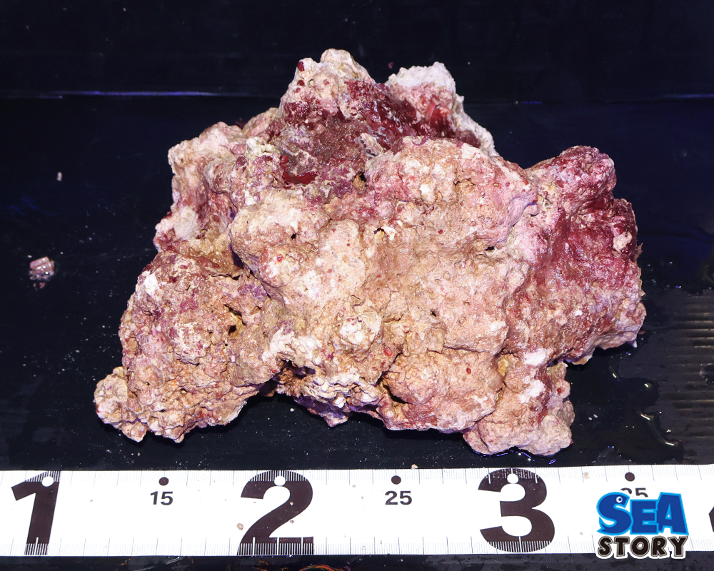 ライブロック40