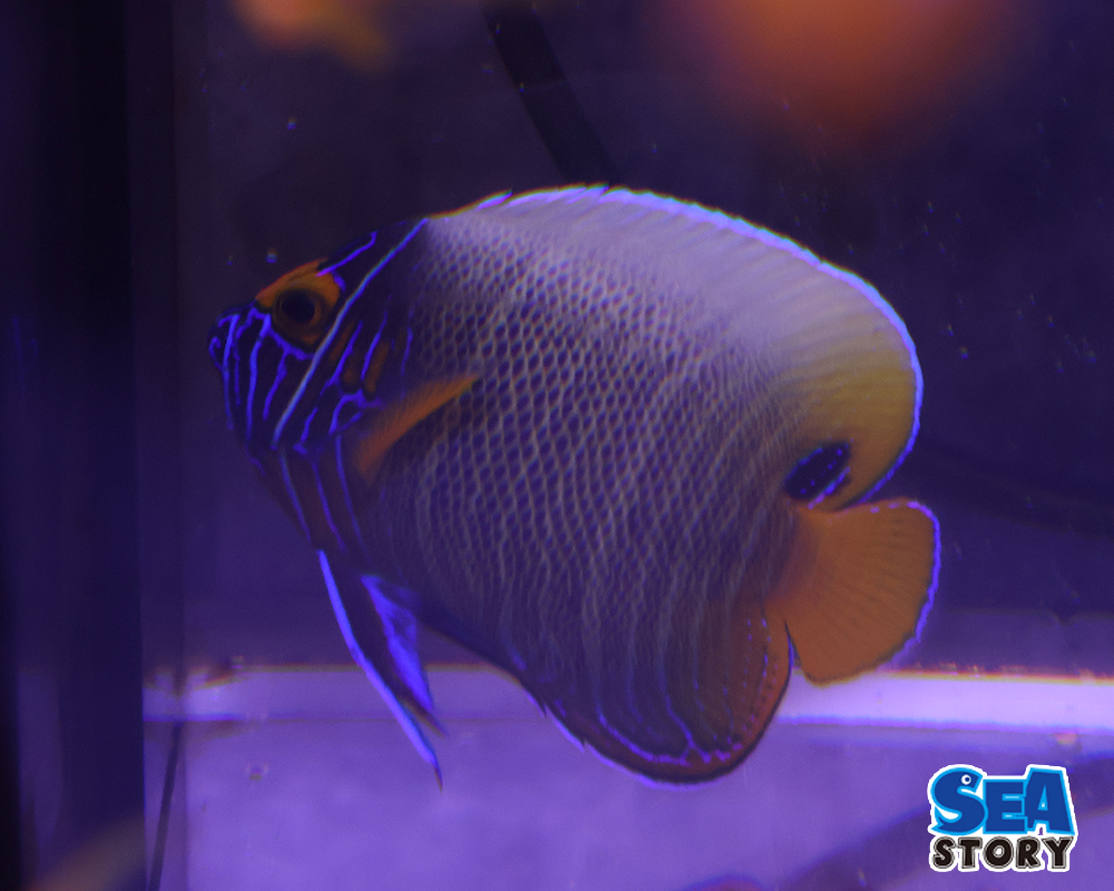 ブルーフェースM